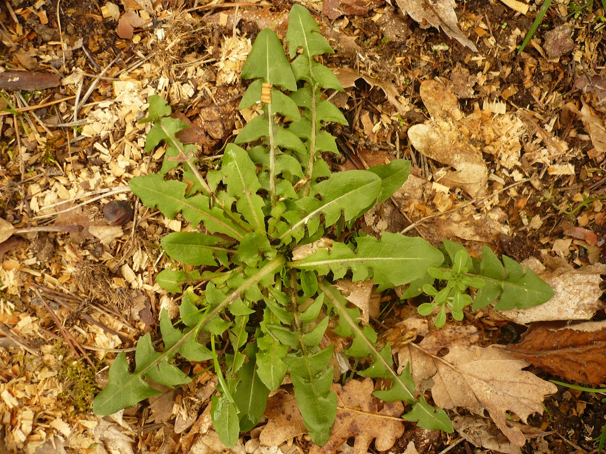 Taraxacum officinale s.l. (Asteraceae)